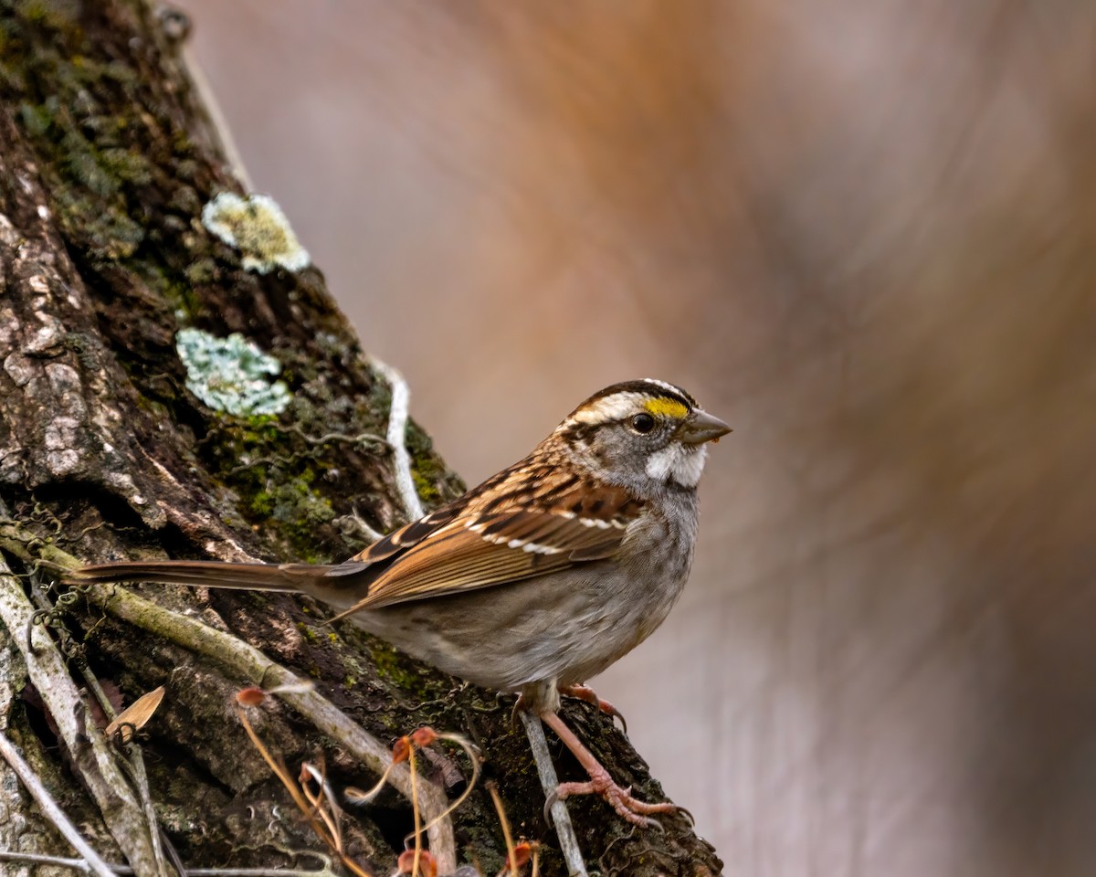 White-throated Sparrow - ML646541428