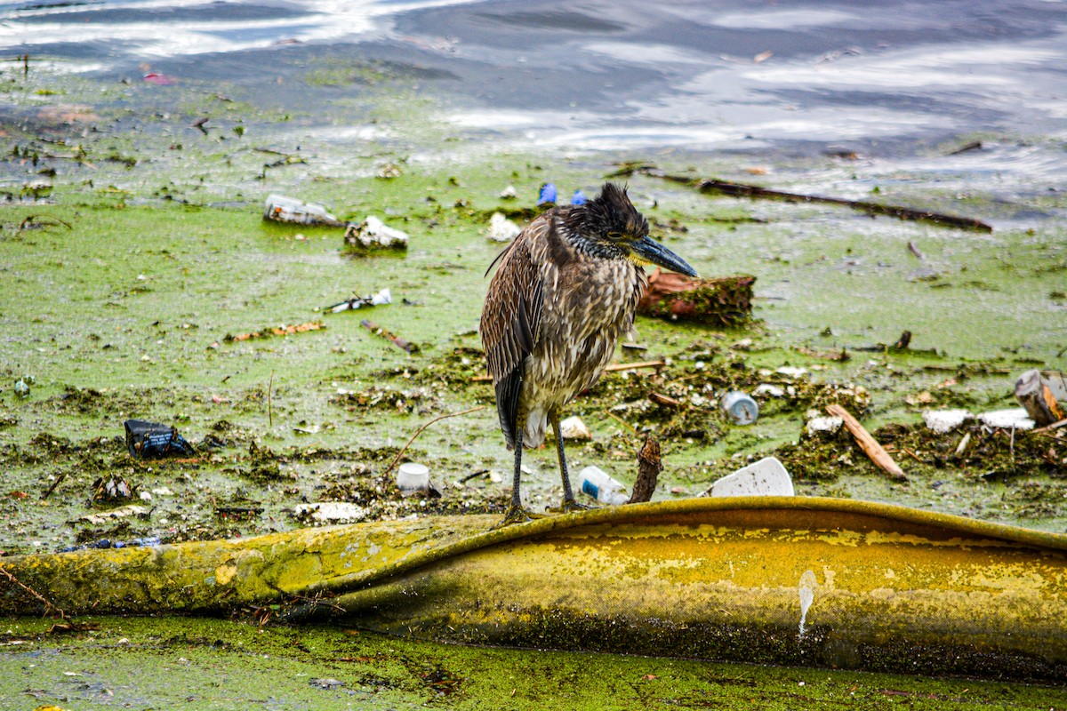 Yellow-crowned Night Heron - ML646541432