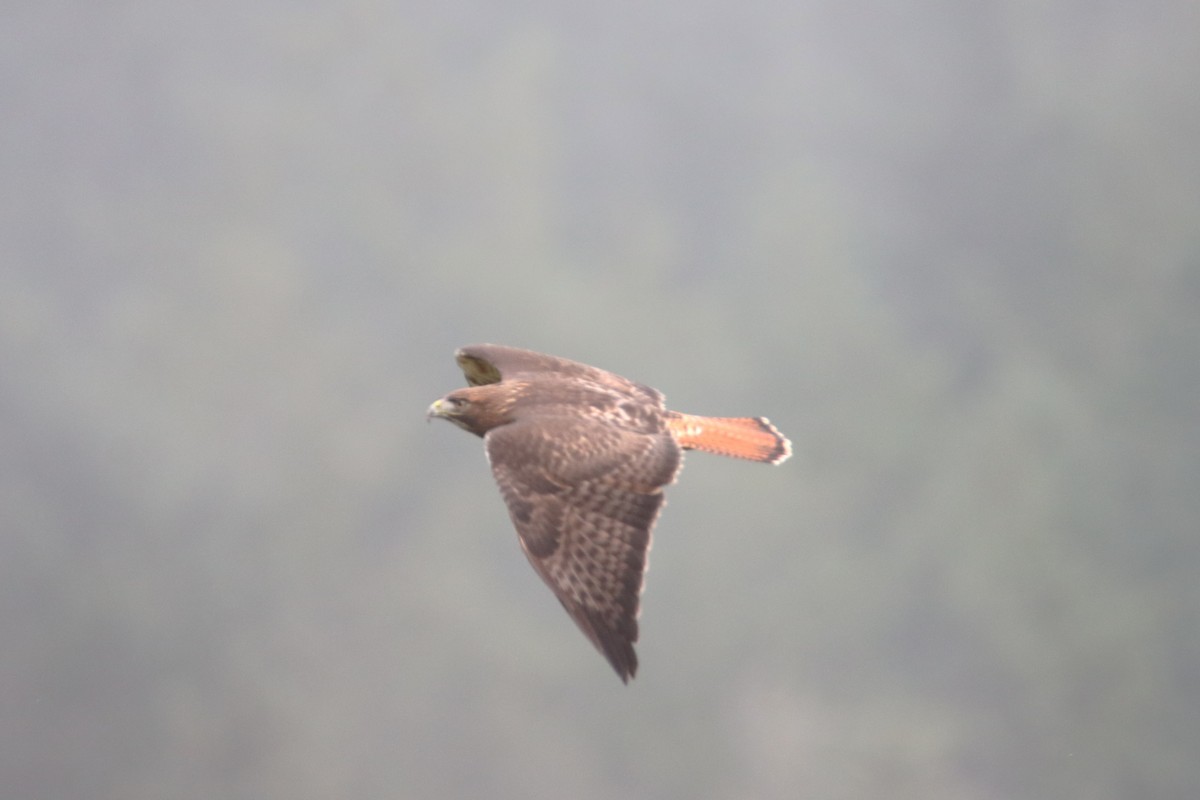 Red-tailed Hawk - ML646541434