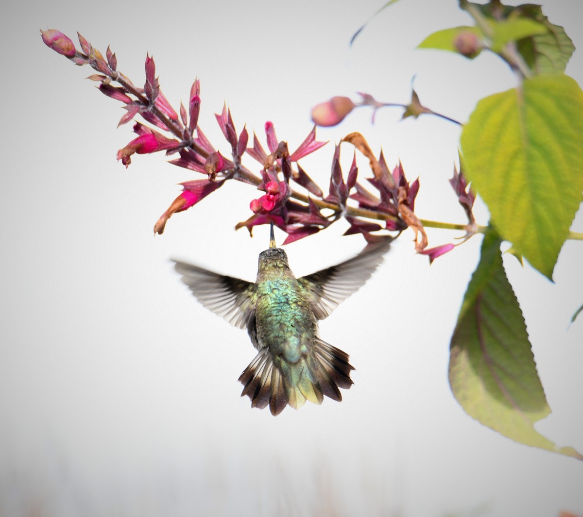 Black-chinned Hummingbird - ML646541435