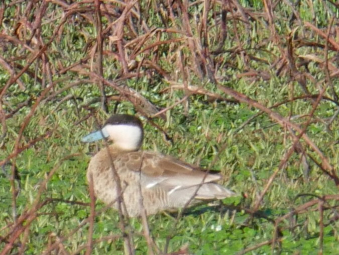 Puna Teal - ML646541436