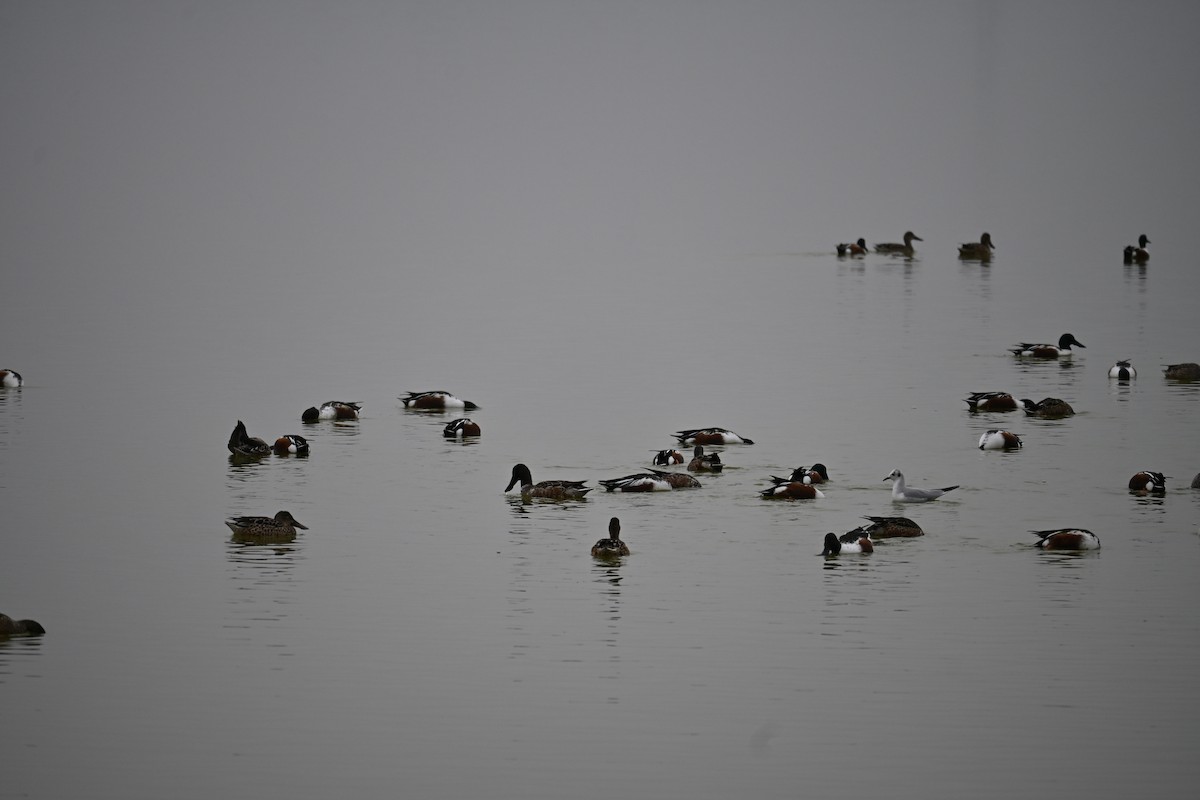 Northern Shoveler - ML646541437