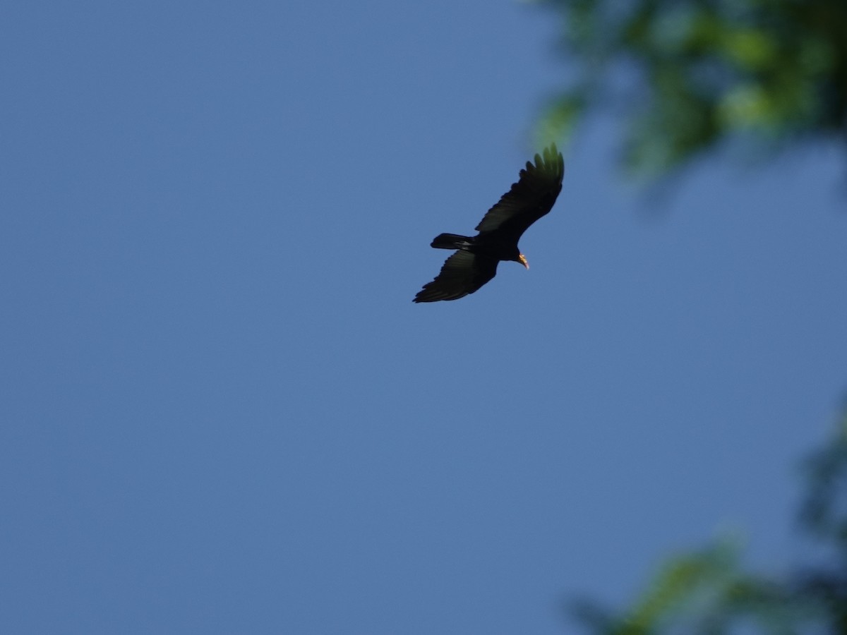 Greater Yellow-headed Vulture - ML646541438