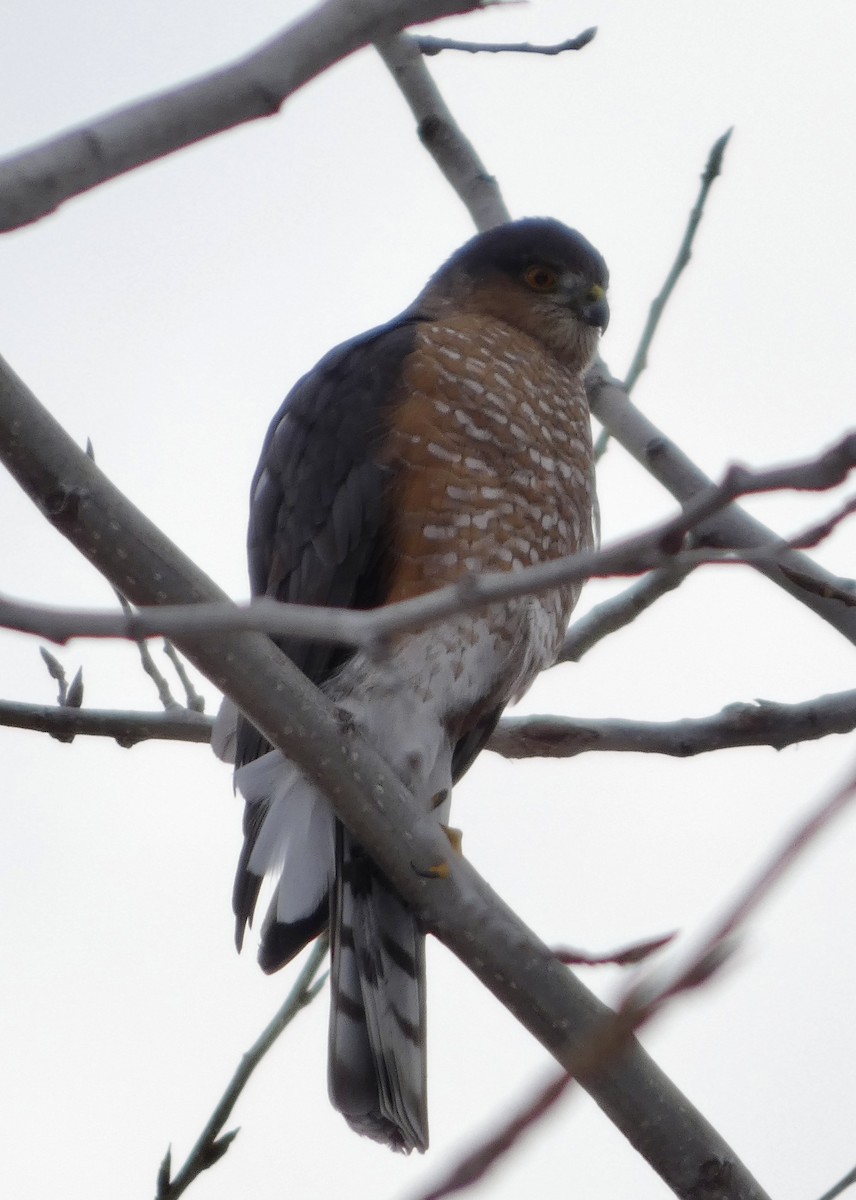Sharp-shinned Hawk - ML646541439