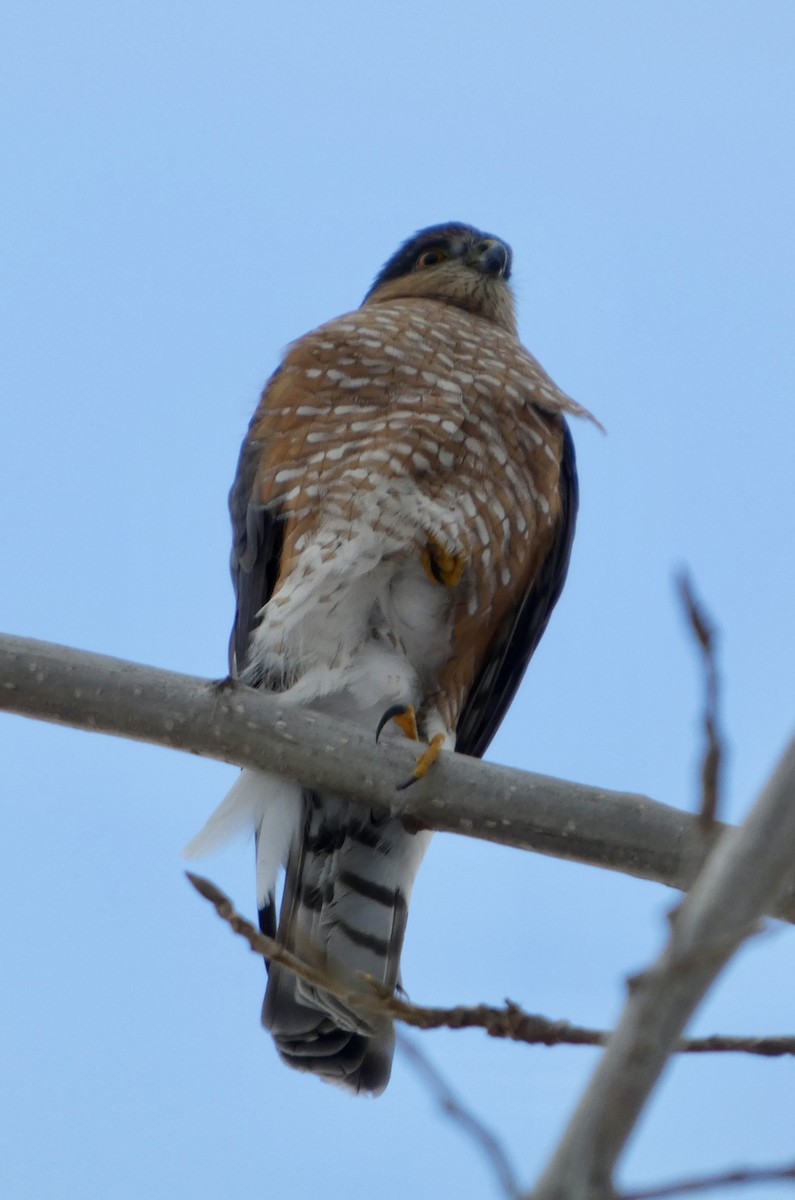 Sharp-shinned Hawk - ML646541440