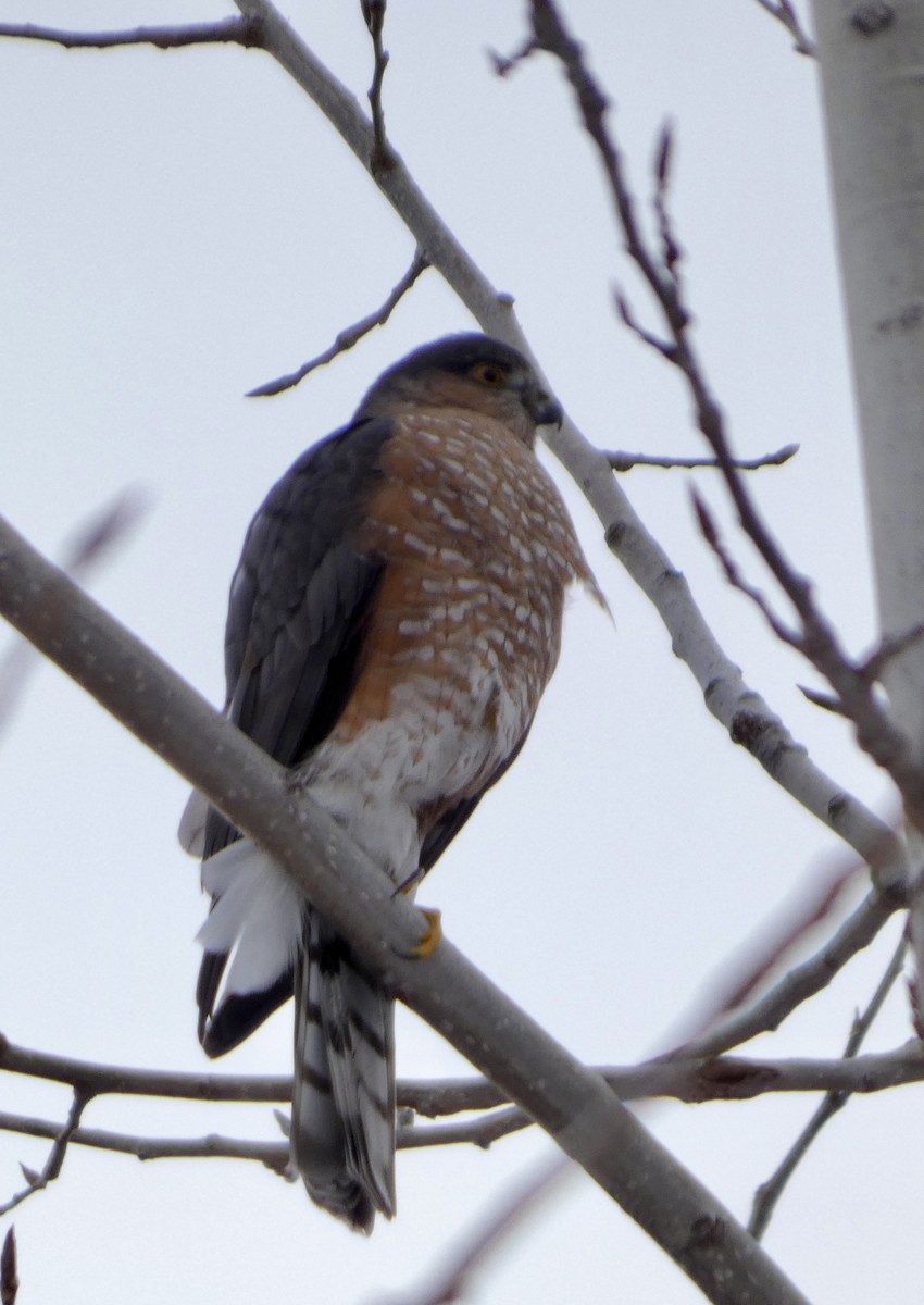 Sharp-shinned Hawk - ML646541441