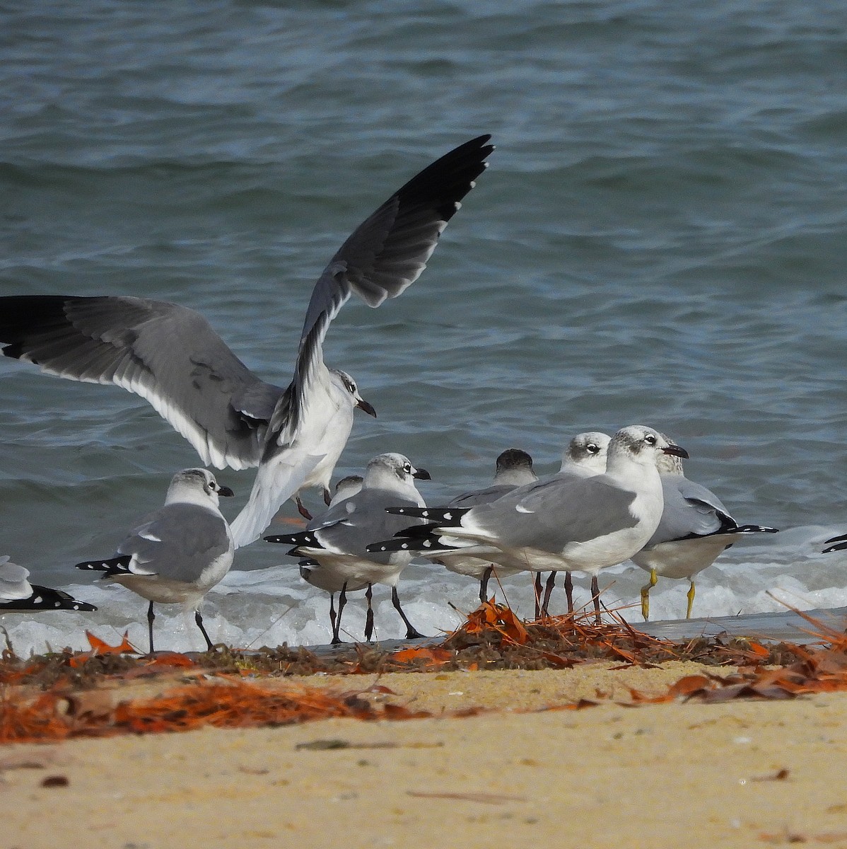 Laughing Gull - ML646541442