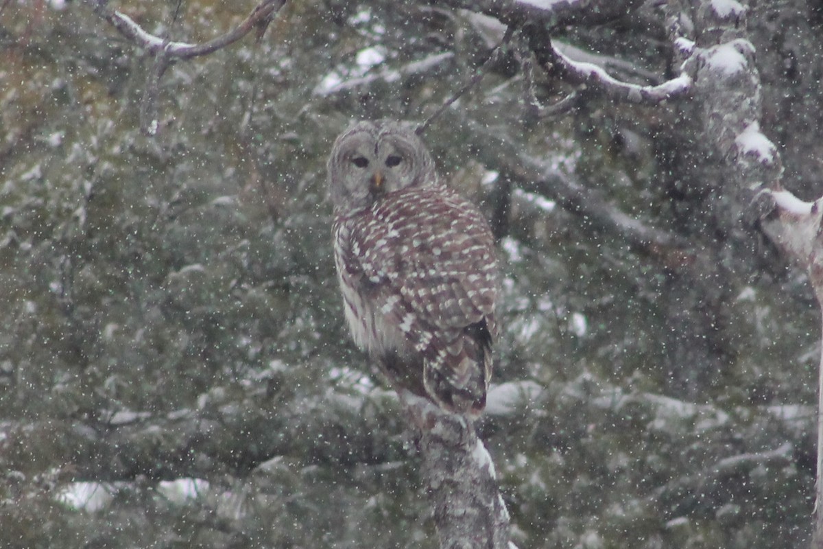 Barred Owl - ML646541443
