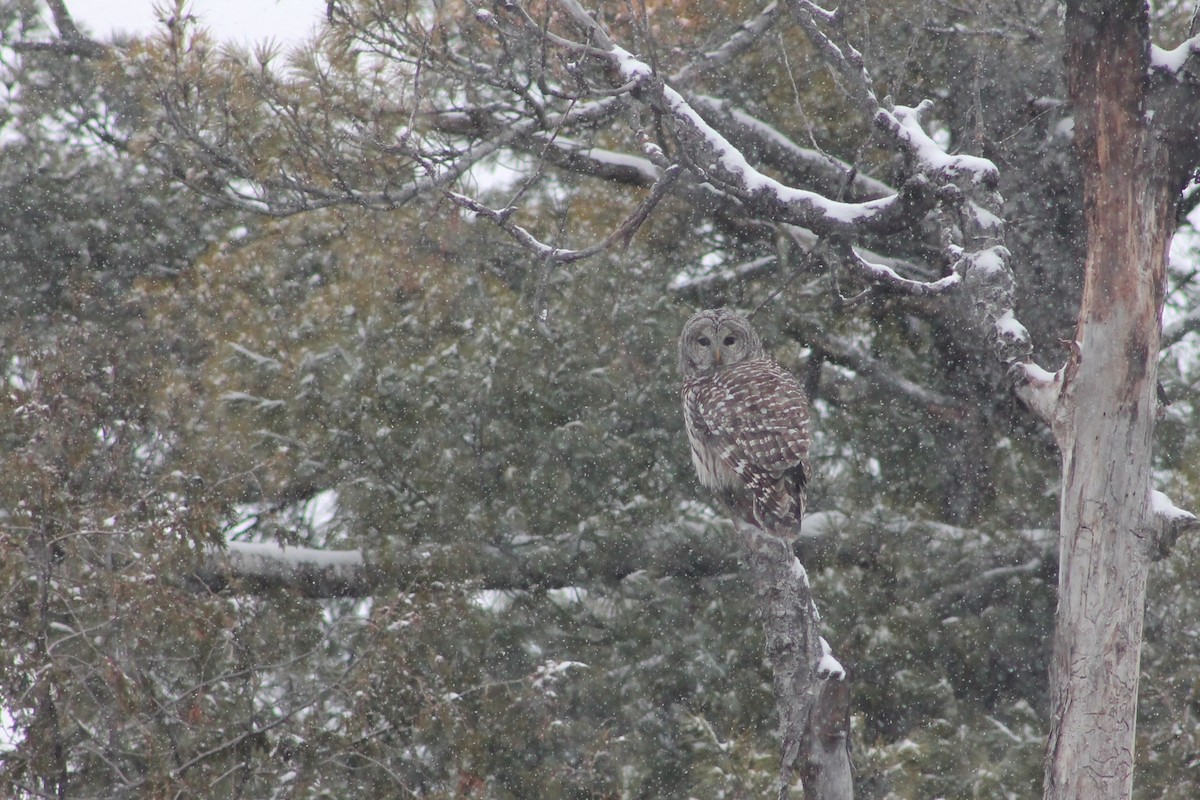 Barred Owl - ML646541444