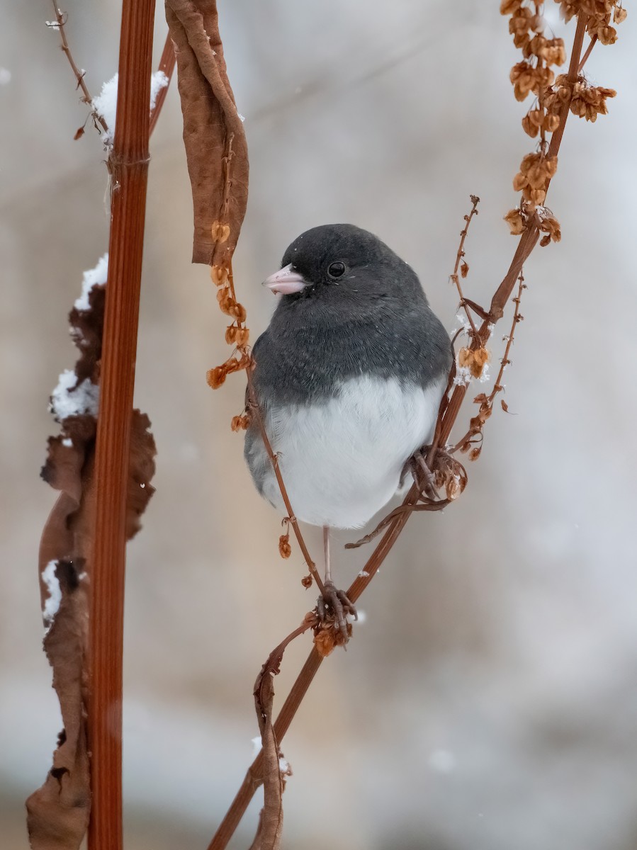 Dark-eyed Junco - ML646541445