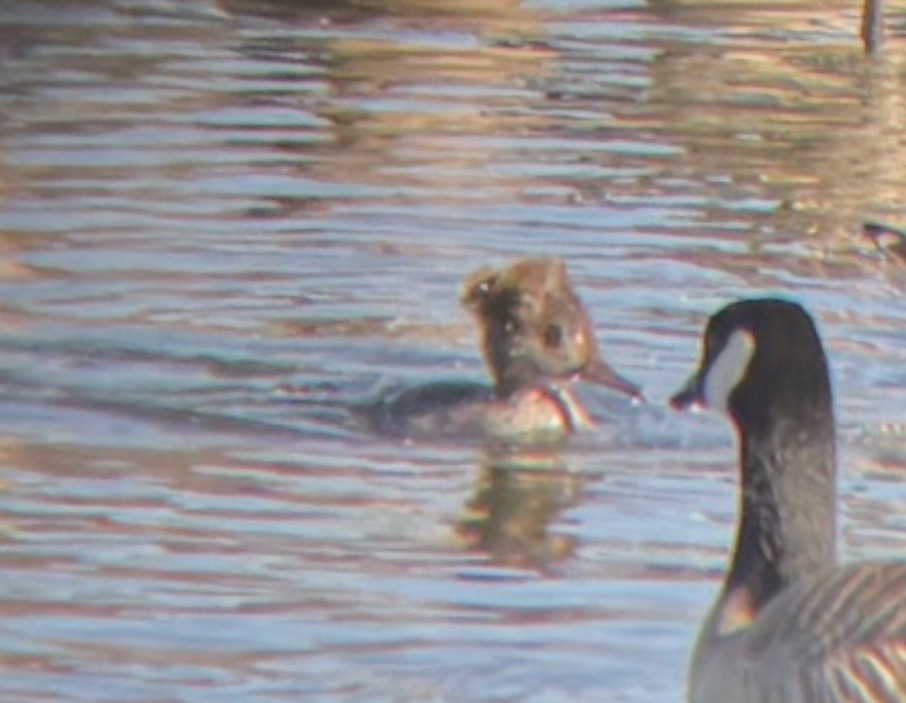 Hooded Merganser - ML646541446