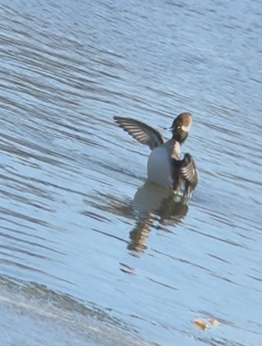 Hooded Merganser - ML646541447