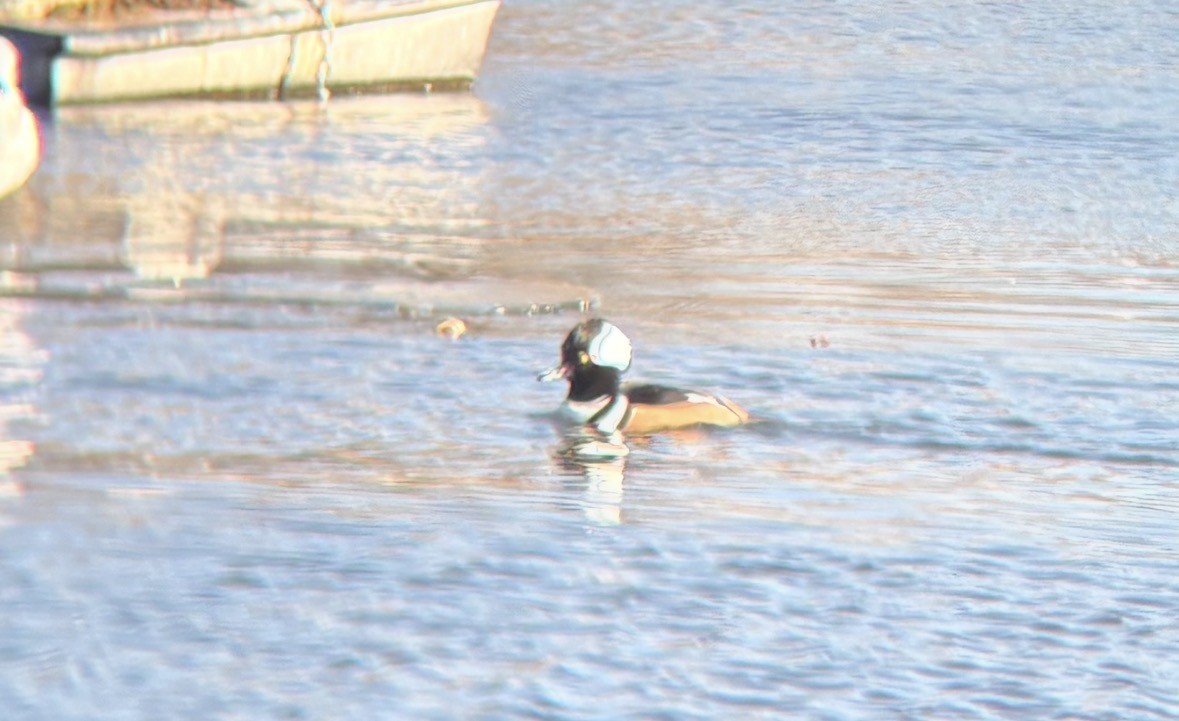 Hooded Merganser - ML646541448