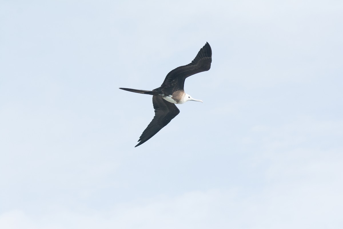 Magnificent Frigatebird - ML646541449