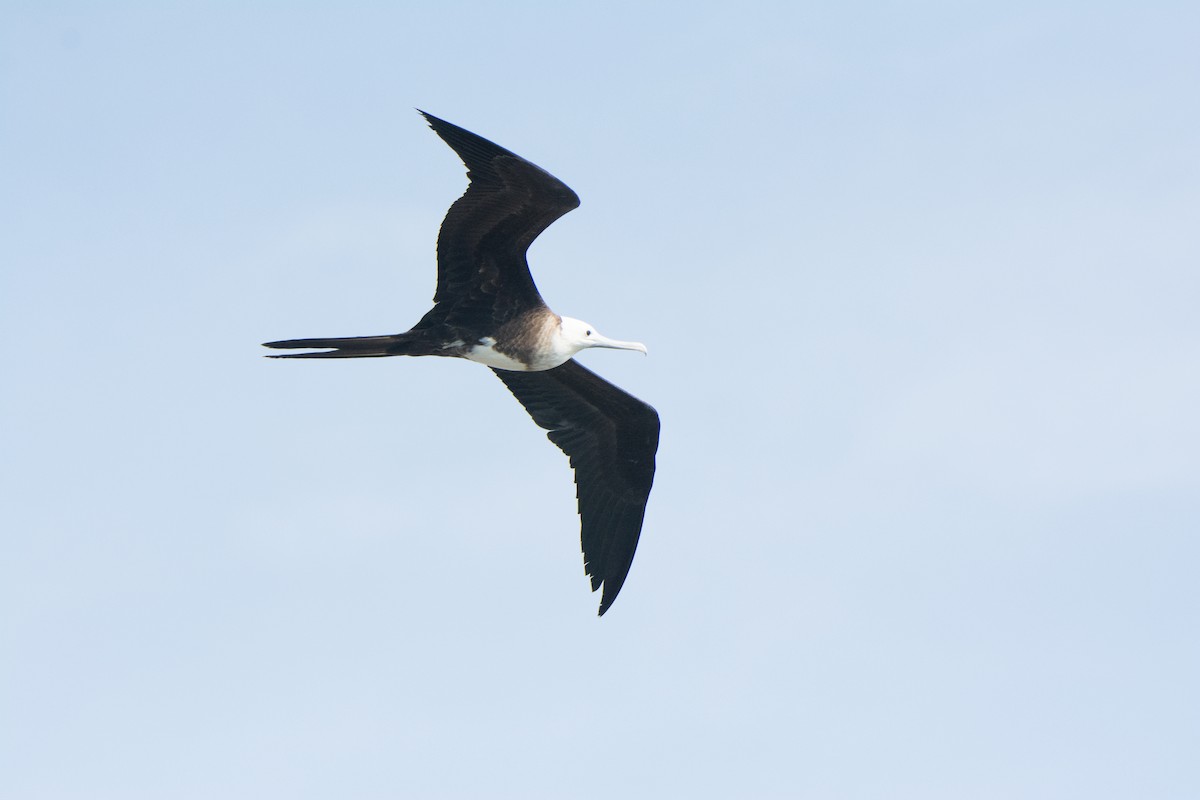 Magnificent Frigatebird - ML646541450