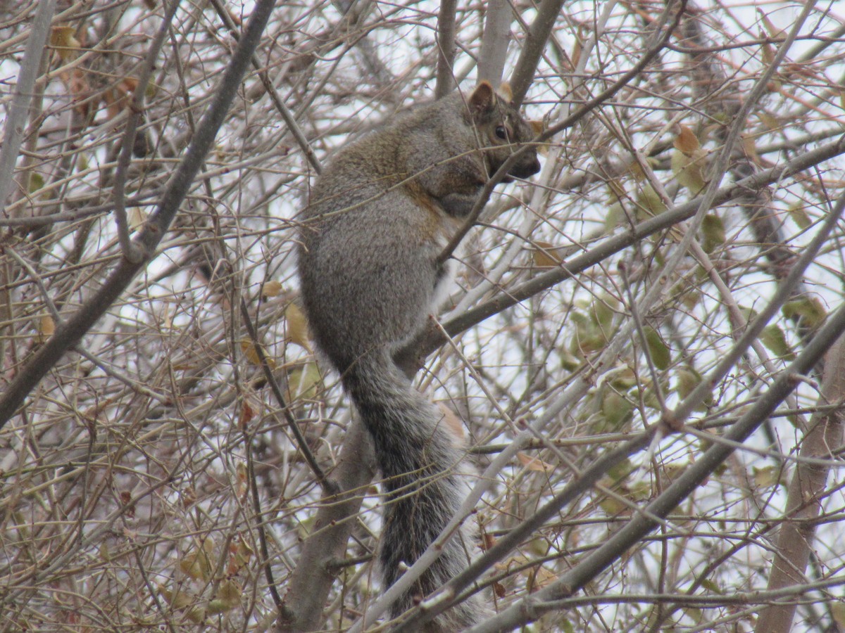 動物界 - ML646541454