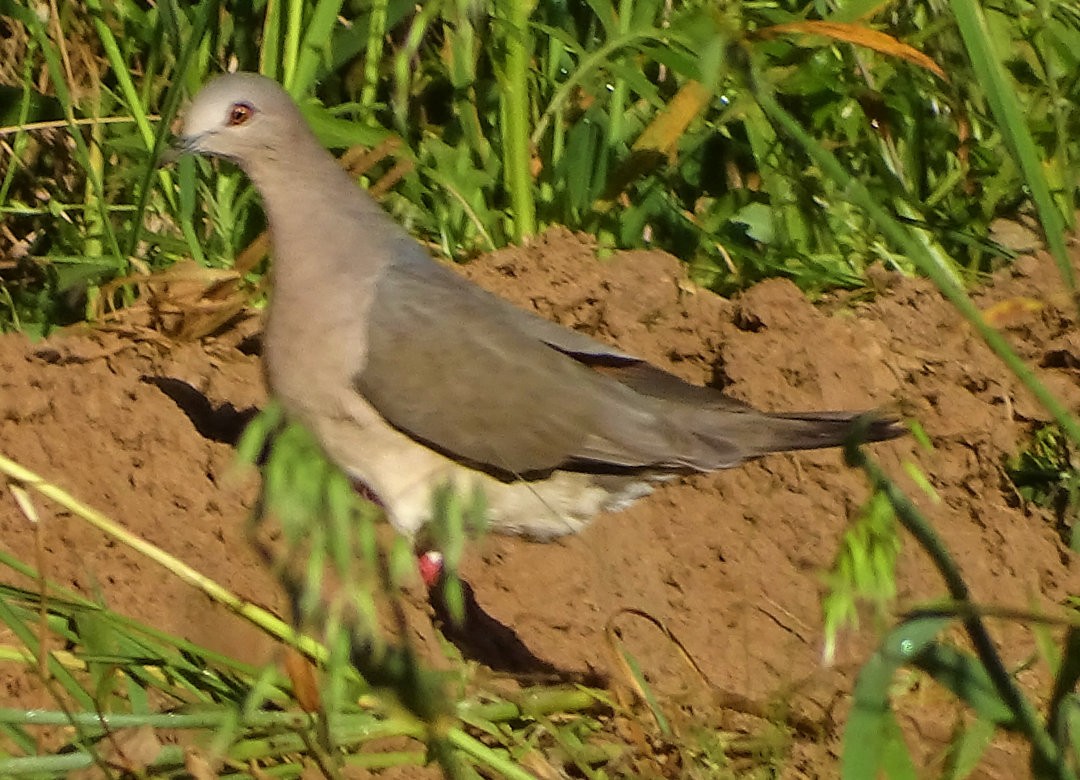 White-tipped Dove - ML646541455
