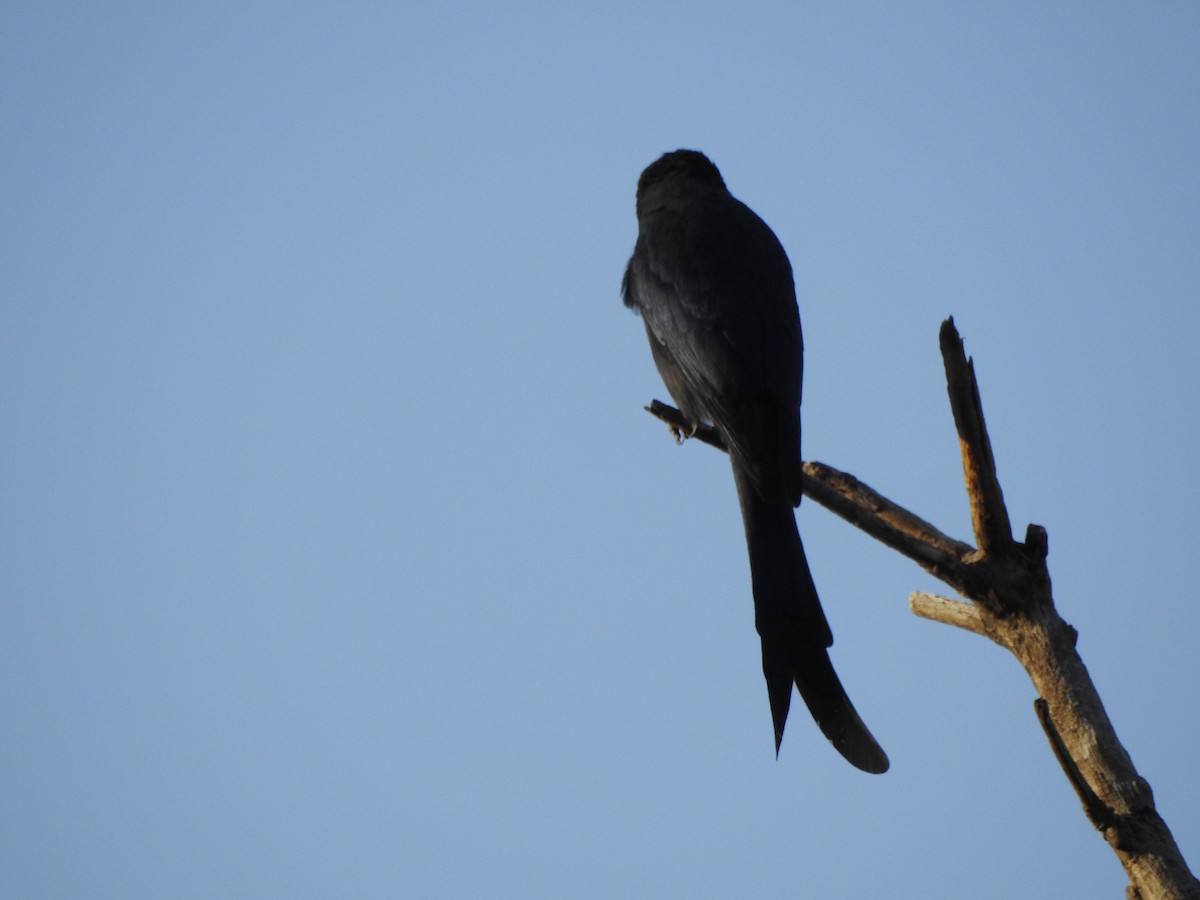 Ashy Drongo - ML646541456