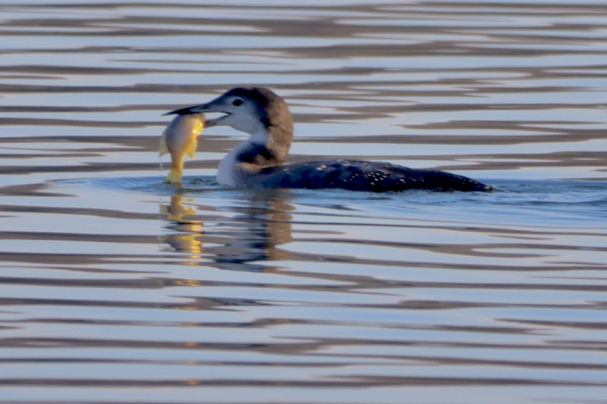 Common Loon - ML646541457