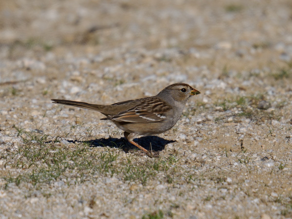 White-crowned Sparrow - ML646541458