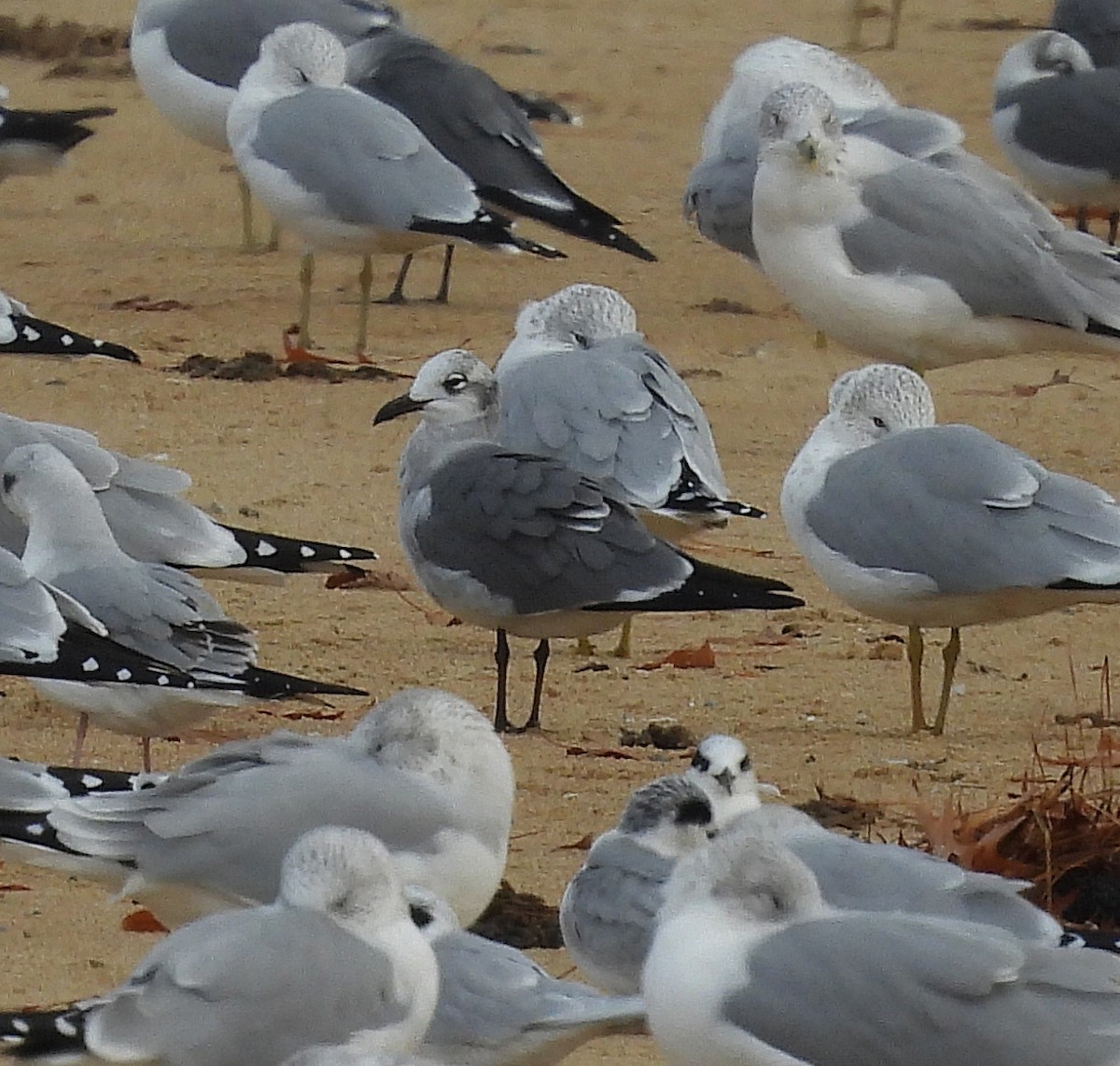 Laughing Gull - ML646541459