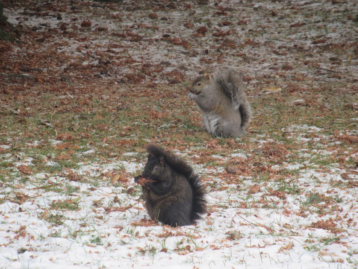 動物界 - ML646541460