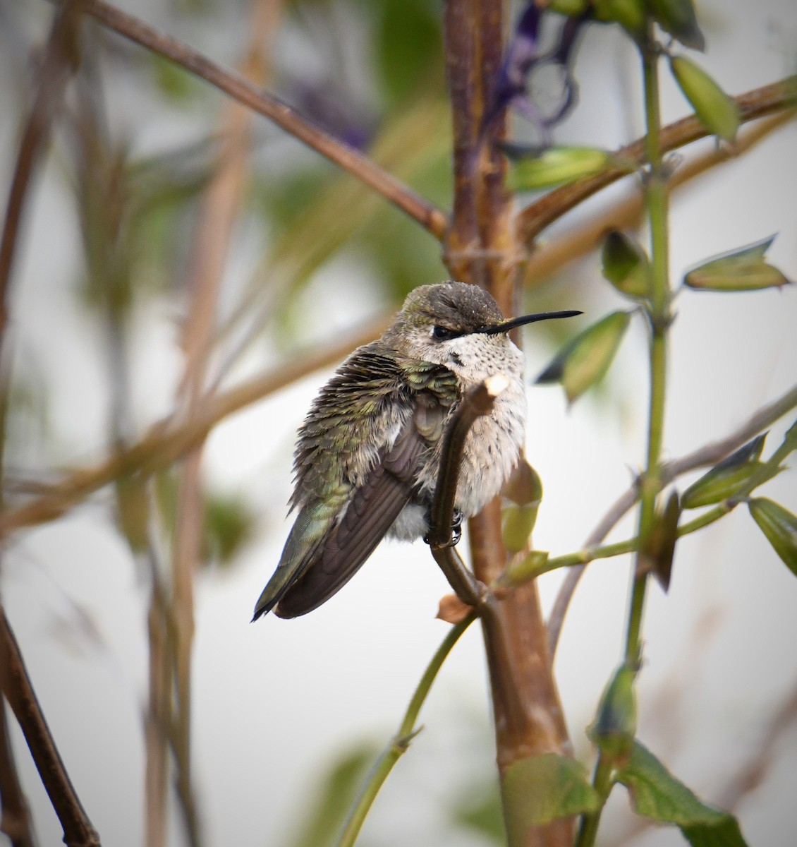 Black-chinned Hummingbird - ML646541461