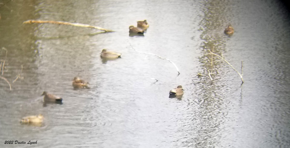 Gadwall - ML646541462