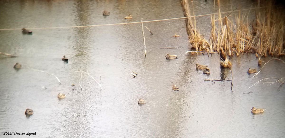 Gadwall - ML646541463