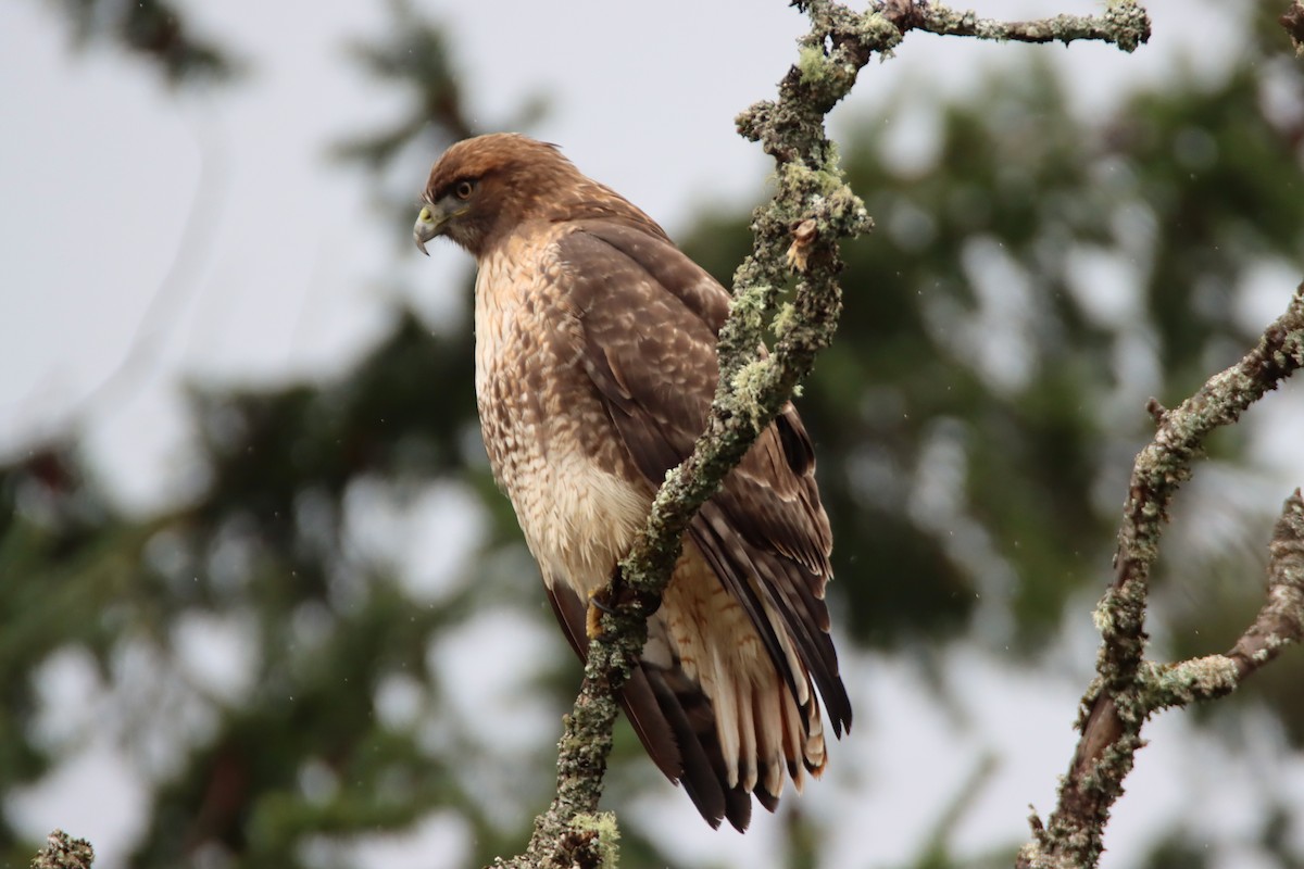 Red-tailed Hawk - ML646541464
