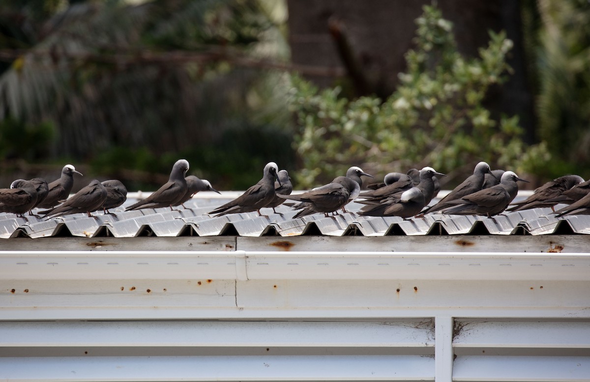 Black Noddy - ML646541466