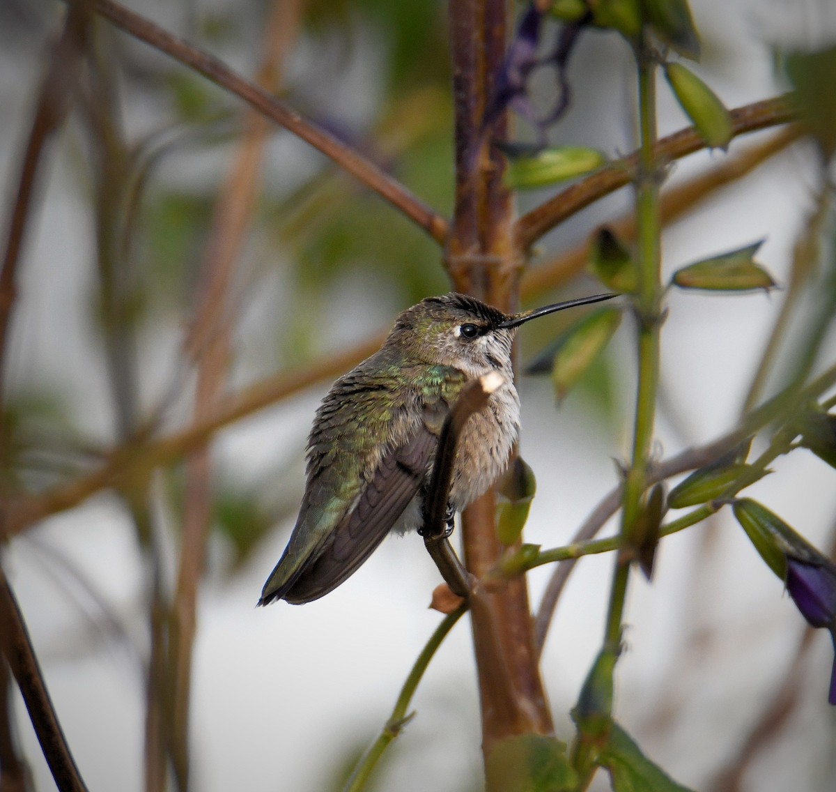 Black-chinned Hummingbird - ML646541468