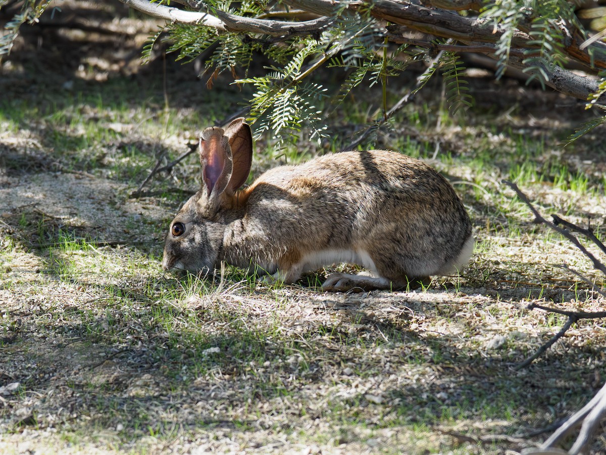 Desert Cottontail - ML646541470