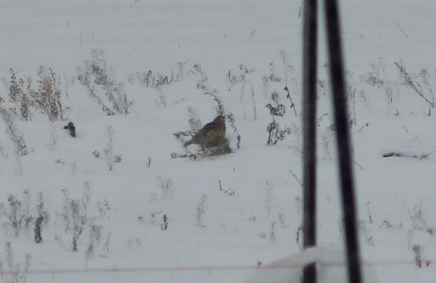 Western Meadowlark - ML646541471