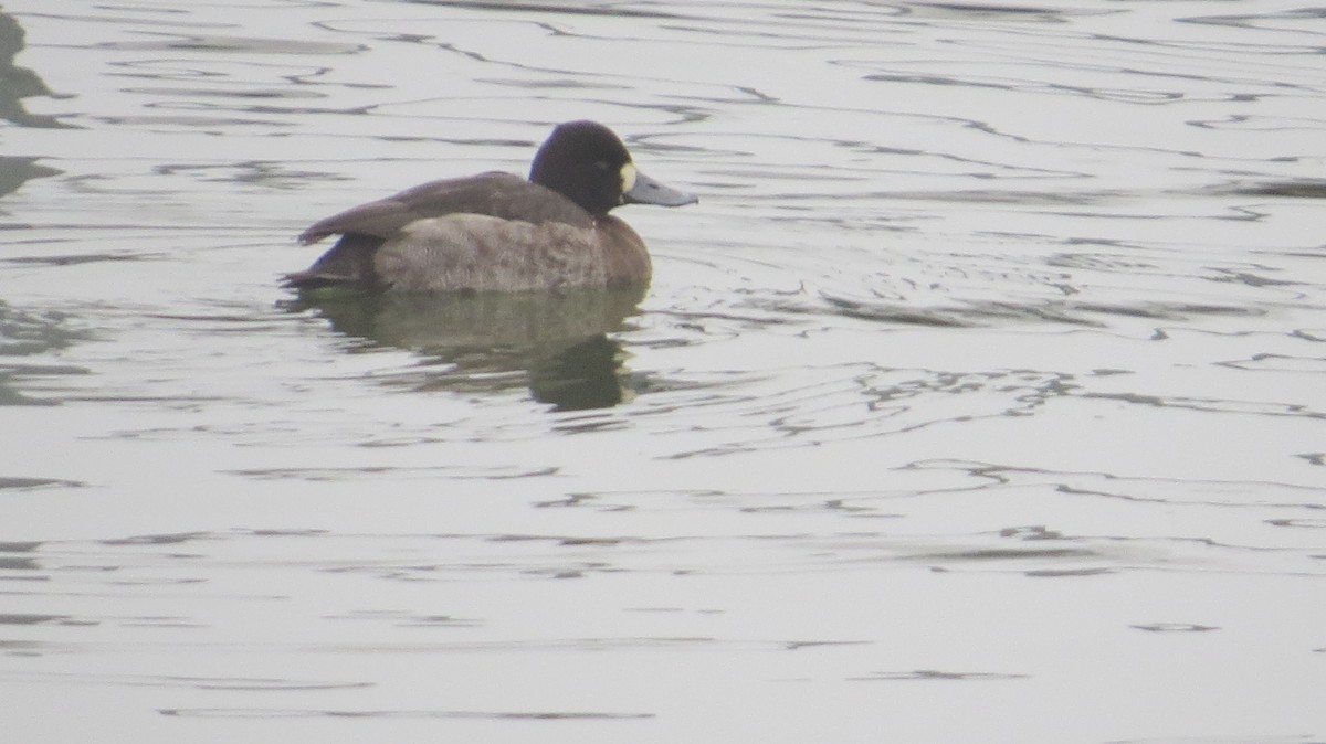 Lesser Scaup - ML646541472