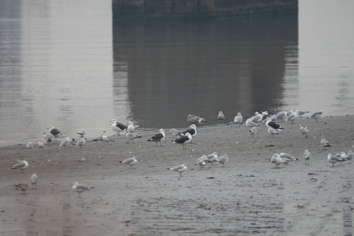 Мартиновий sp. - ML646541474