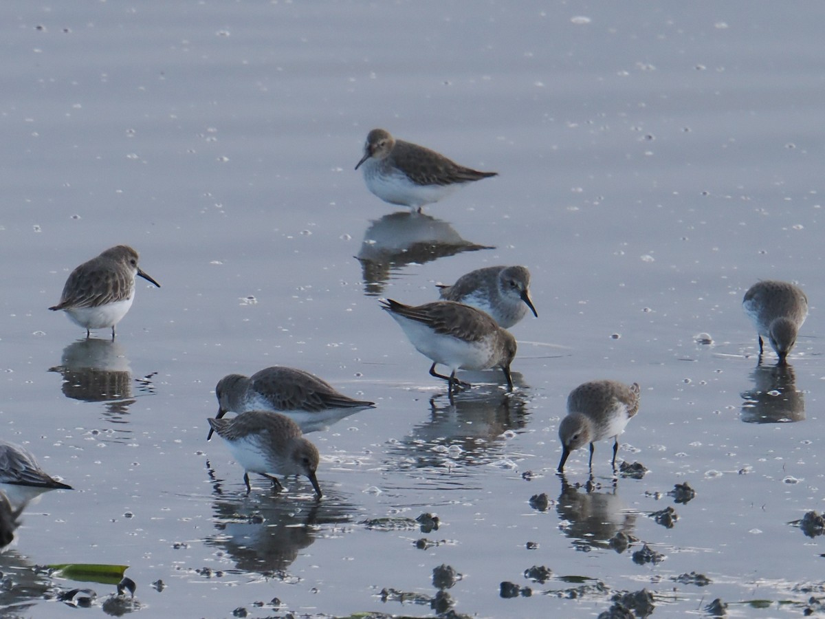 myrsnipe - ML646541476