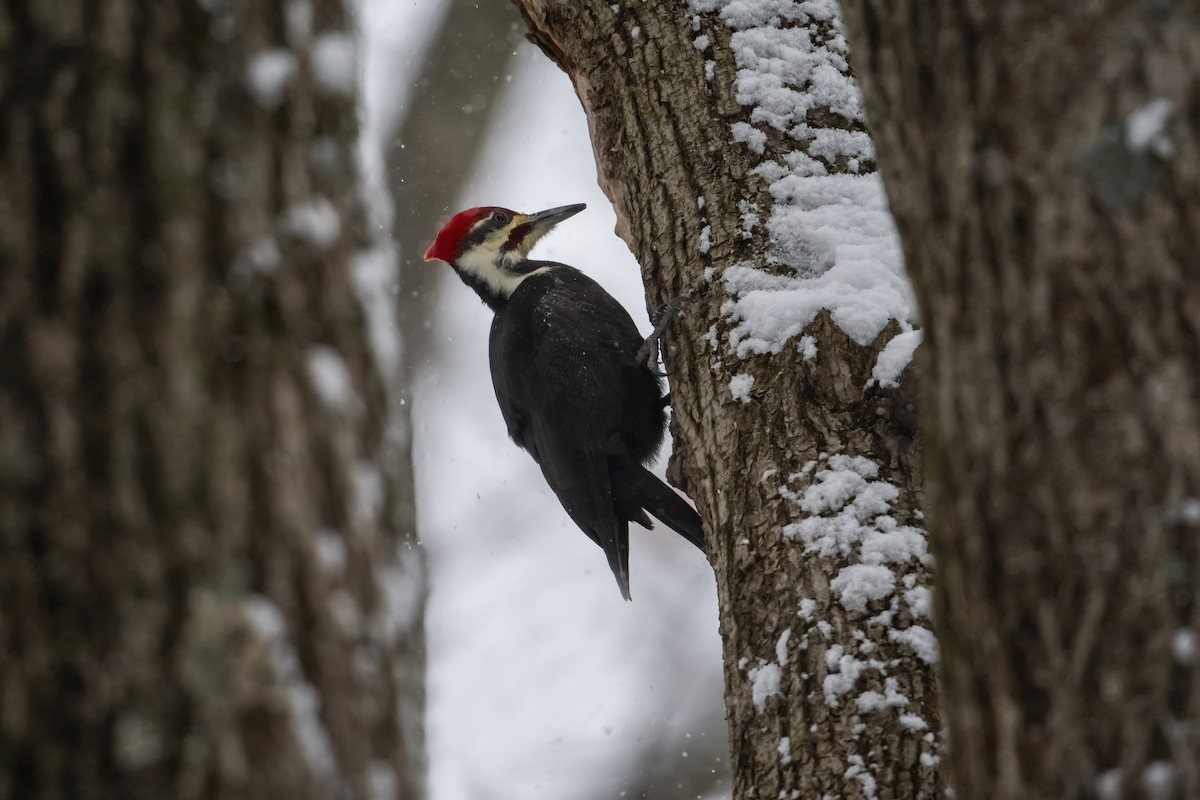Pileated Woodpecker - ML646541477