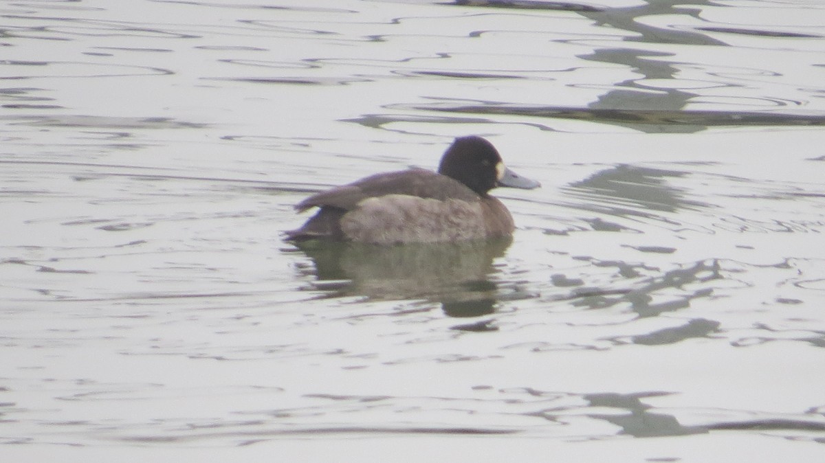 Lesser Scaup - ML646541479