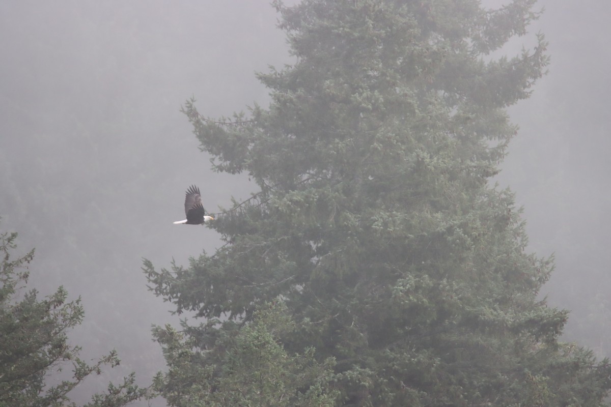 Pygargue à tête blanche - ML646541480