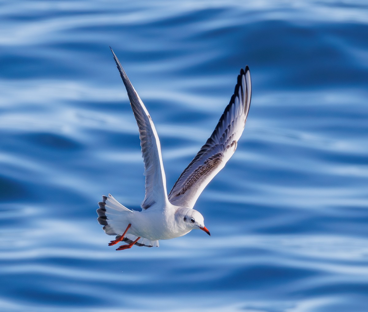 紅嘴鷗 - ML646541481