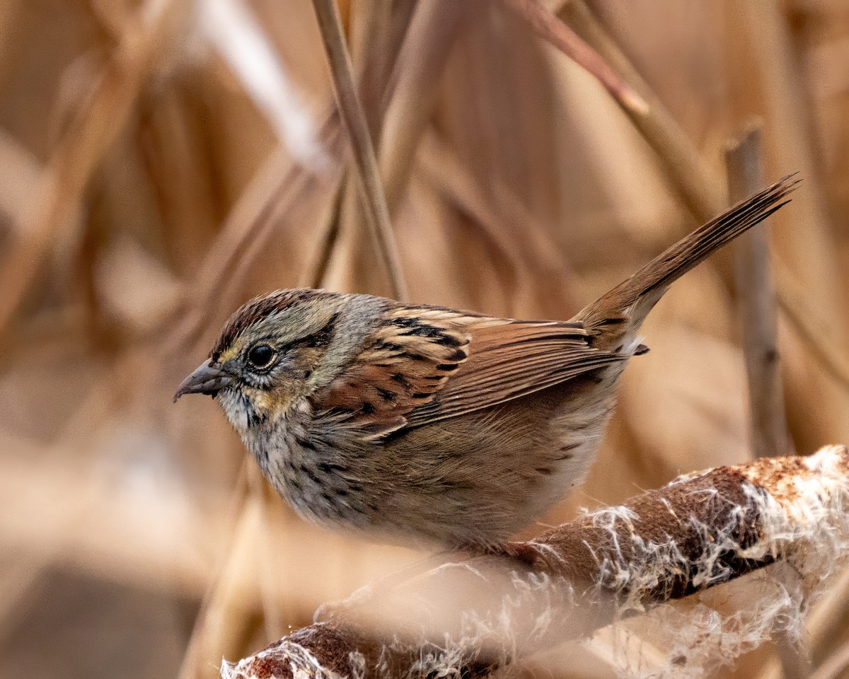 Swamp Sparrow - ML646541483