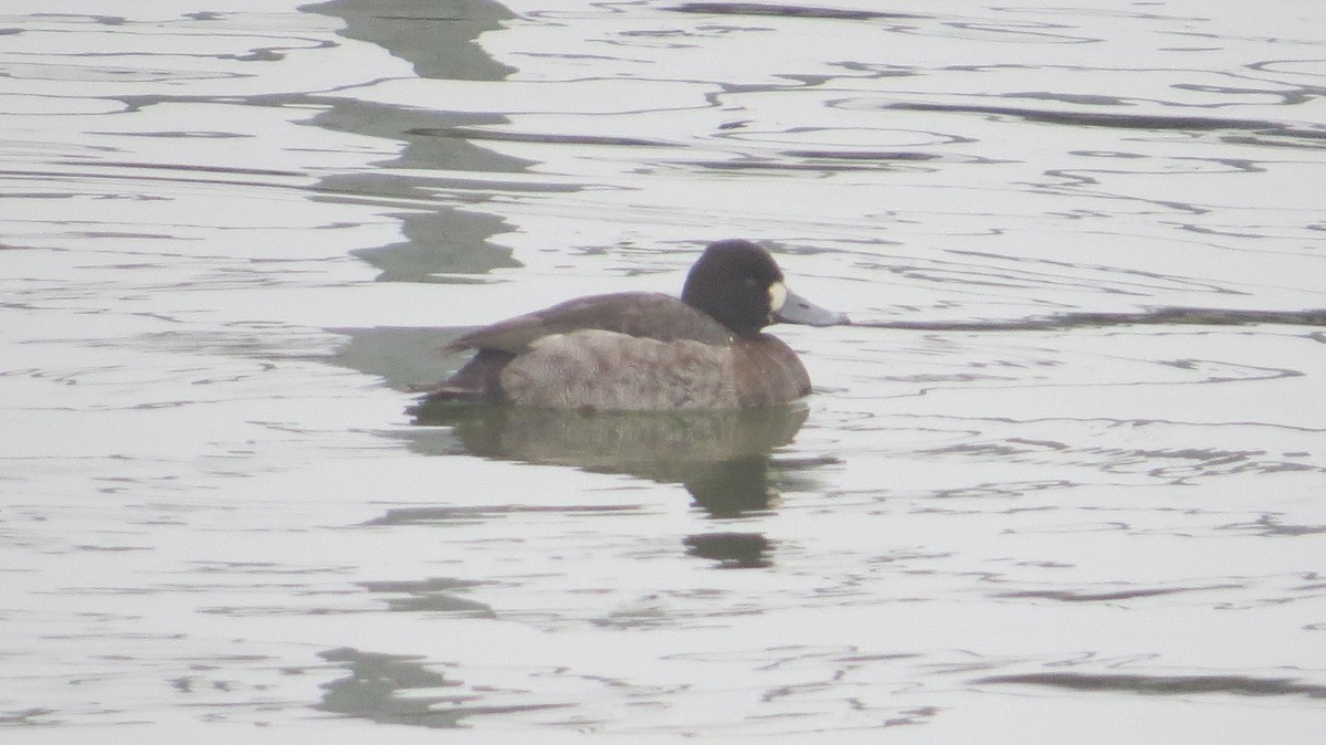 Lesser Scaup - ML646541486