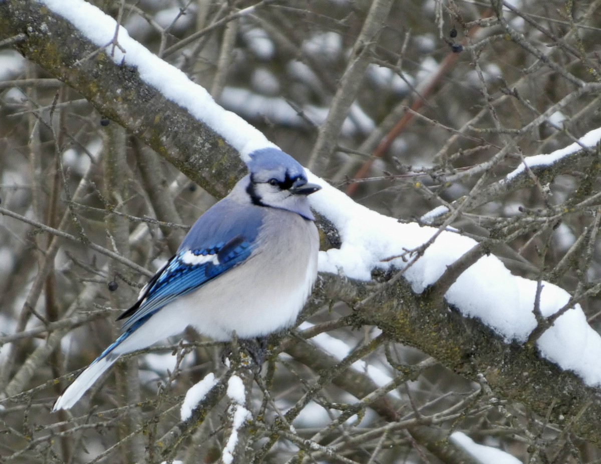 Blue Jay - ML646541488