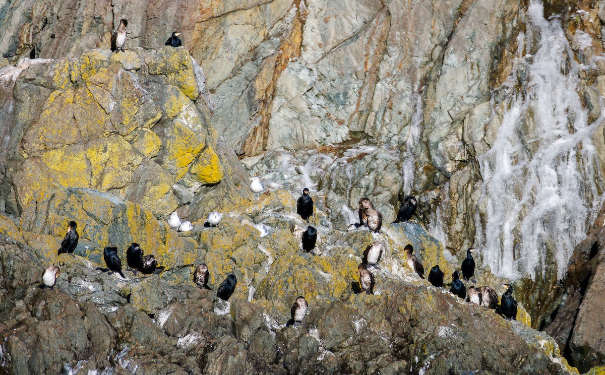 鸕鷀 - ML646541492