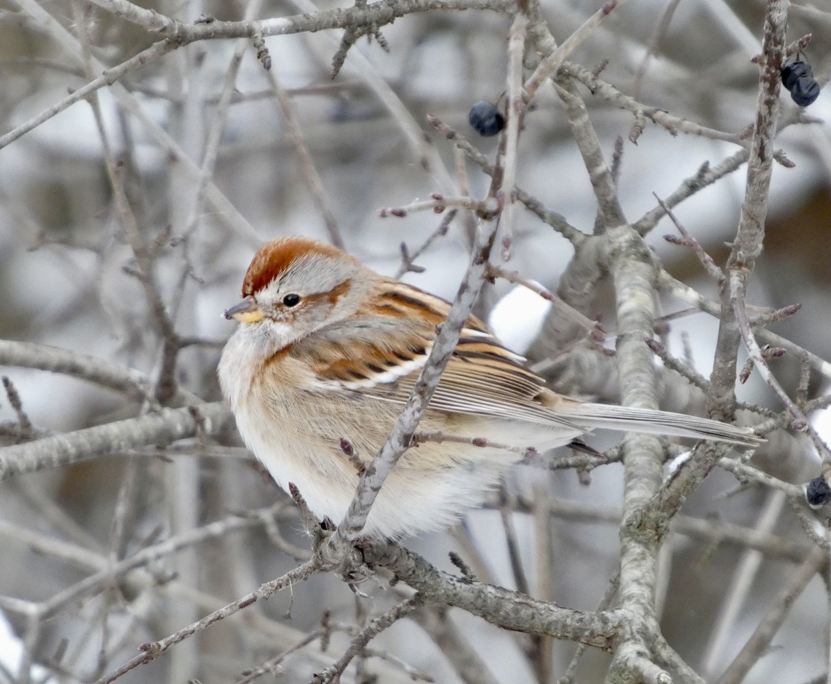 American Tree Sparrow - ML646541497