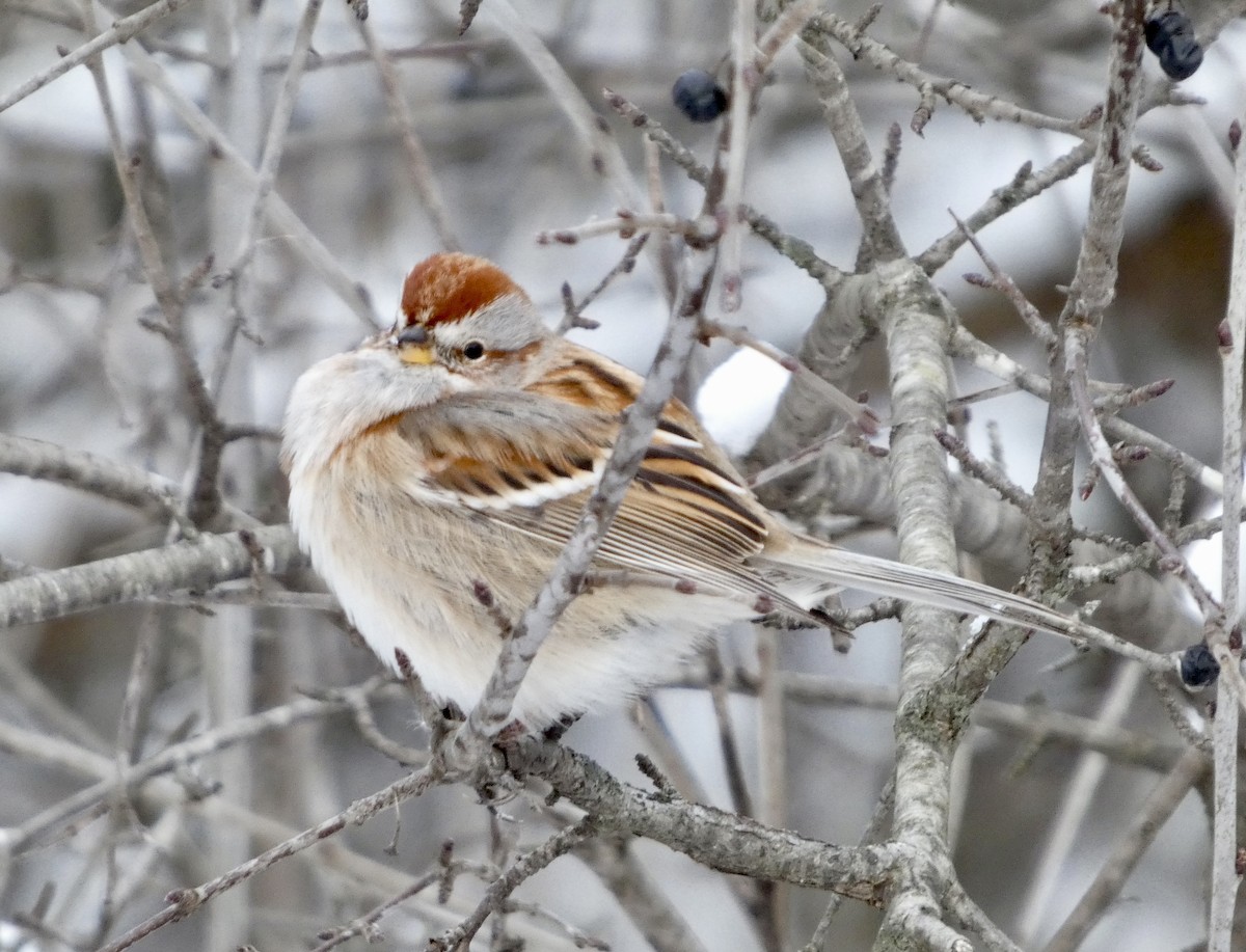 American Tree Sparrow - ML646541498