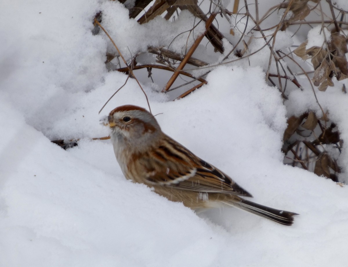 American Tree Sparrow - ML646541499