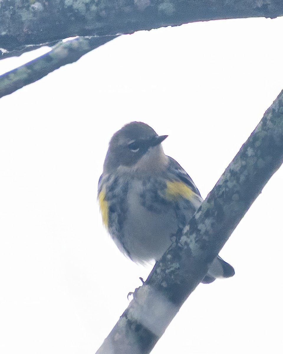 Yellow-rumped Warbler - ML646541500