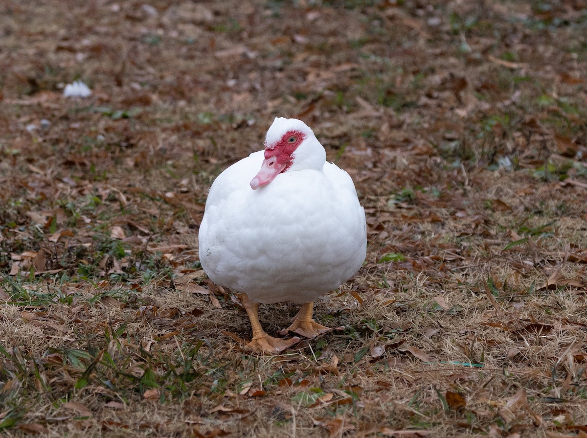 番鴨(馴化)(薑母鴨) - ML646541502